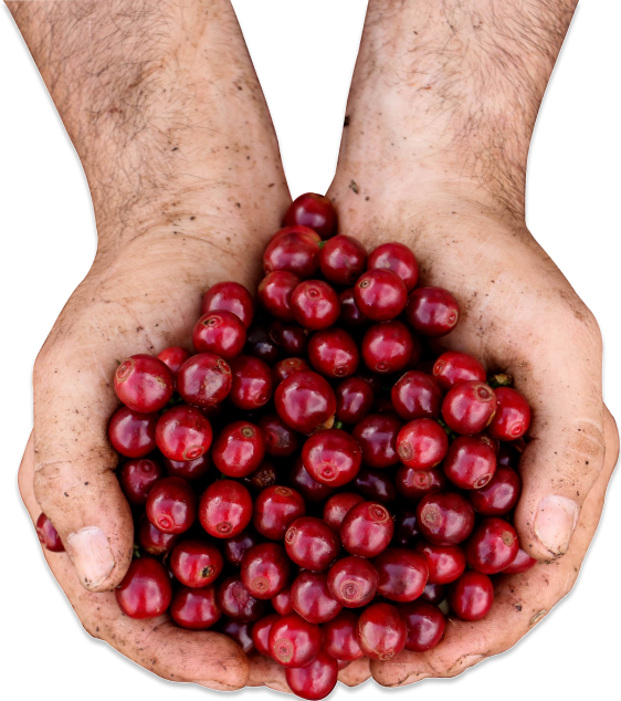 Hands holding coffee cherries